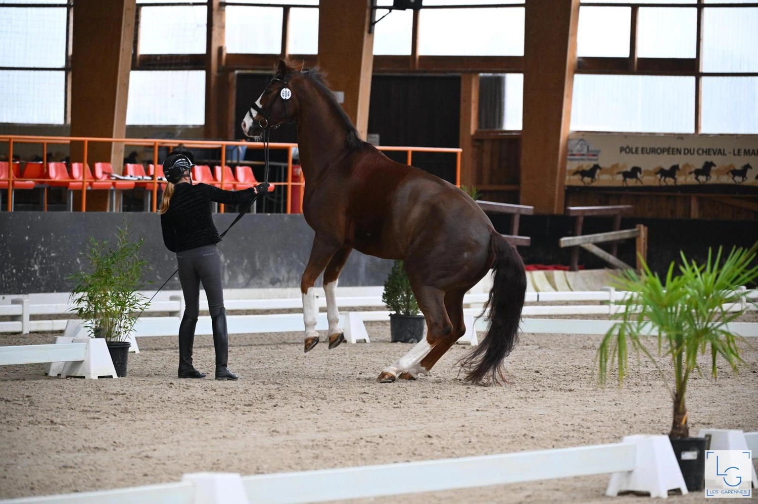 Reitsportzentrum Lichtenholz e. V. – Cornelia Dyhr