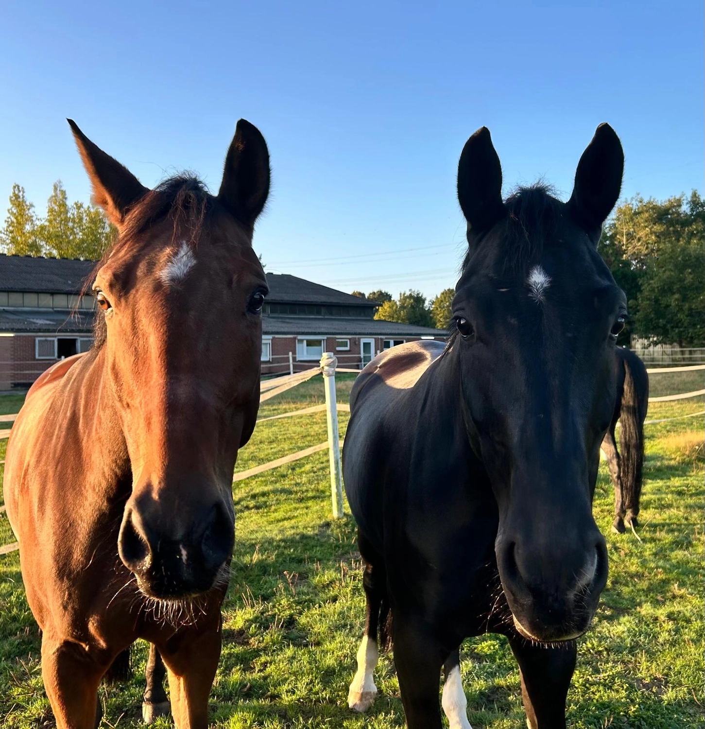 Reitsportzentrum Lichtenholz e. V. – Horses
