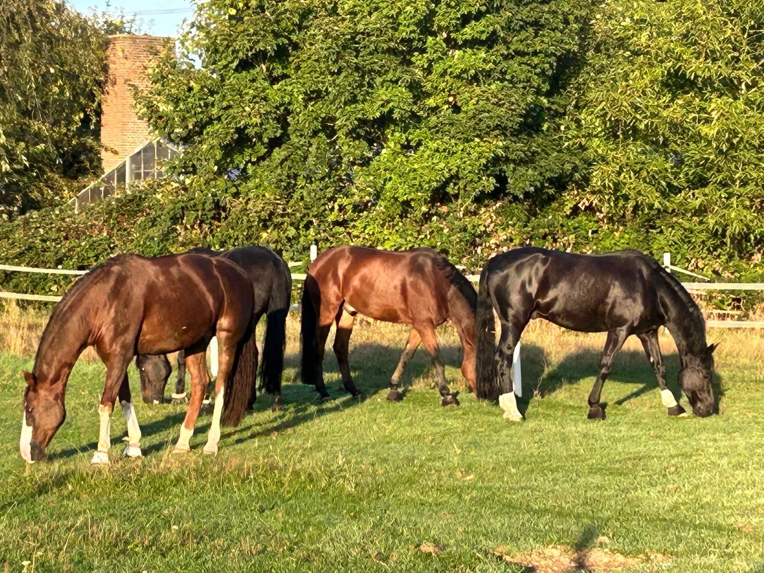 Reitsportzentrum Lichtenholz e. V. – Horses