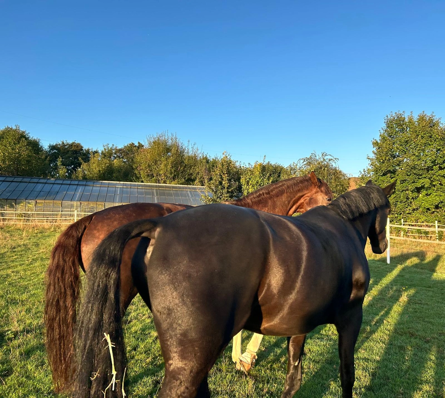 Reitsportzentrum Lichtenholz e. V. – Horses