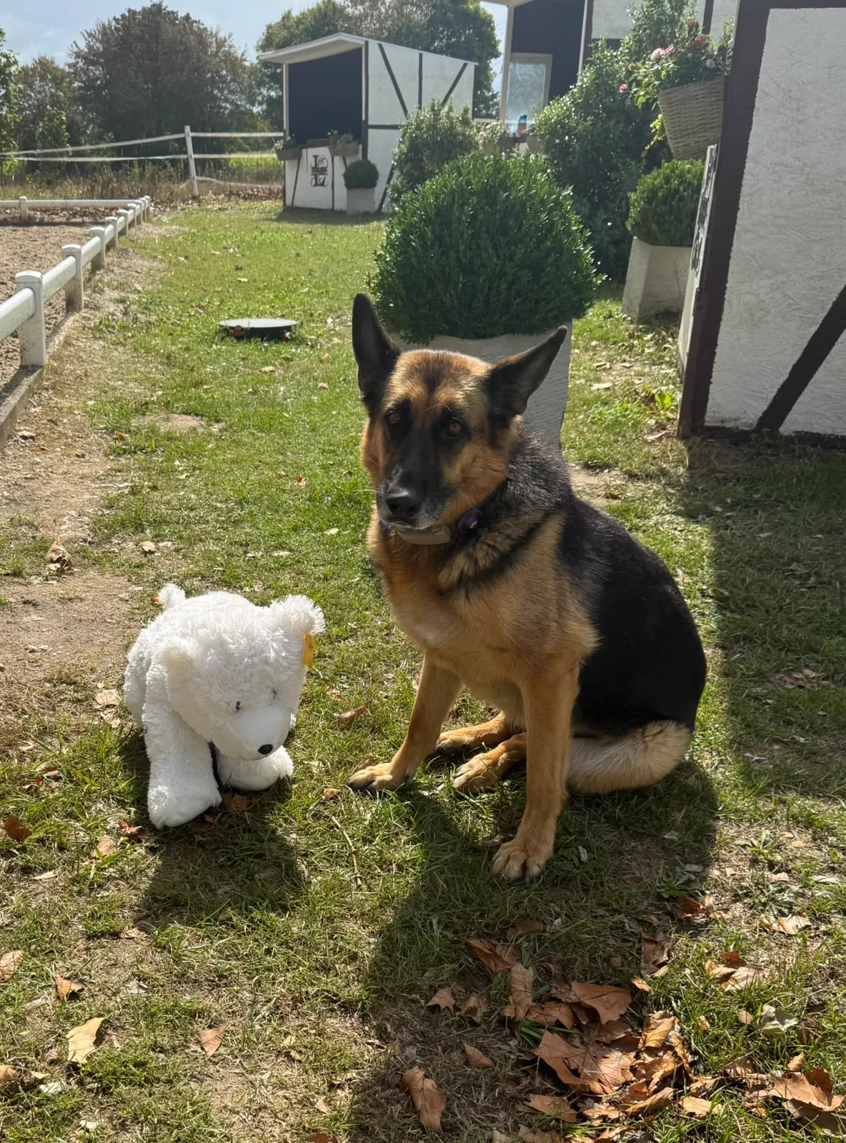 Reitsportzentrum Lichtenholz e. V. – Hund auf dem Turniergelände